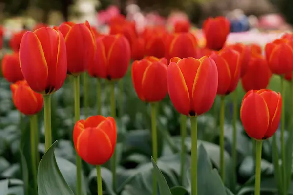 Tulip Top Gardens (73)